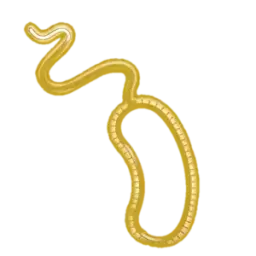 Dysbiosis