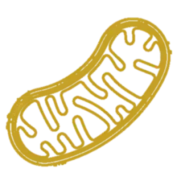Mitochondrial Dysfunction